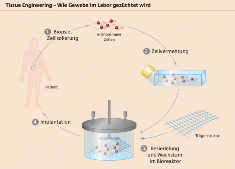 Regenerative Medizin Swiss Regenerative Medicine Society